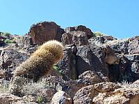 Mojave reserve (29).JPG